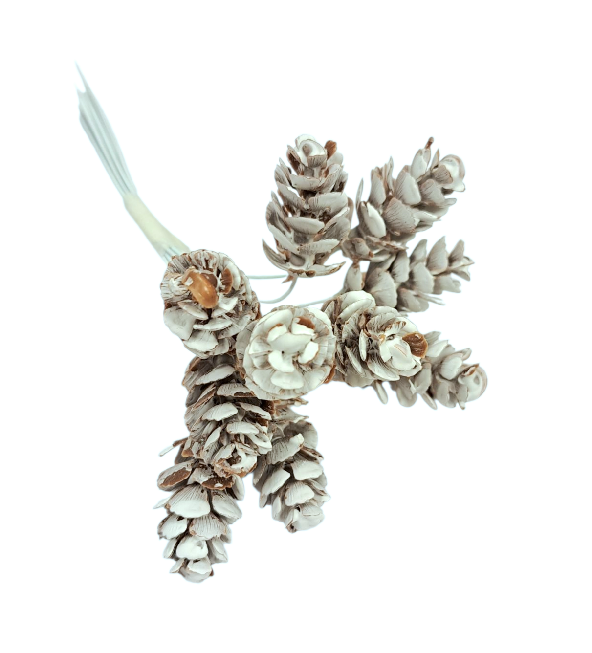 Kongler - Bunt med hvite kongler