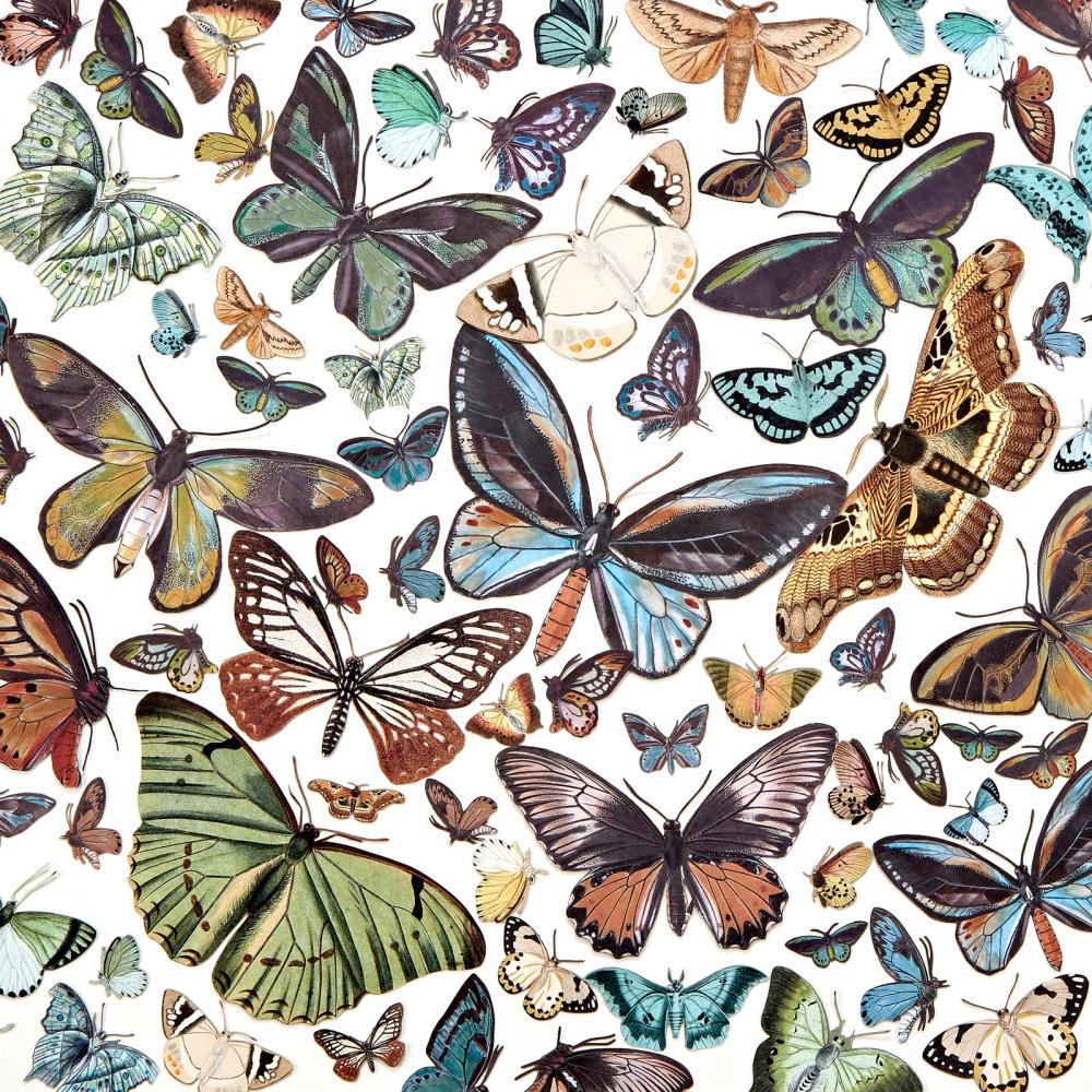 49 and Market - Nature Study - Wings - Laser Cut Outs