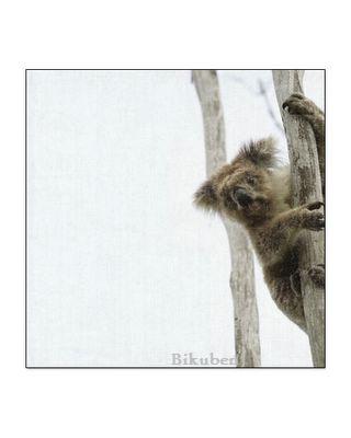 Creative Imaginations: Koala