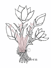 Magnolia: MAGNOLIA blomster