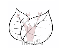 Magnolia: Dubbel Löv