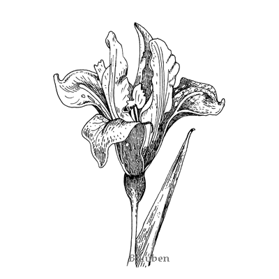 Penny Black: Purple Folds