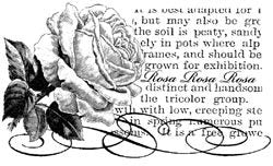 Penny Black - Rosa - Wood mounted Stamp