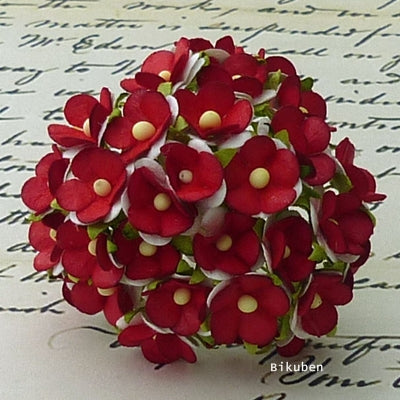 Wild Orchid - Sweetheart Blossom - White with Red