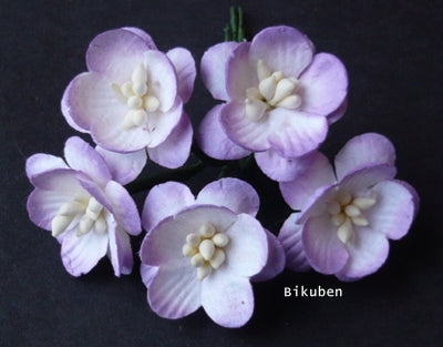 Wild Orchid - Cherry Blossoms - Lilac