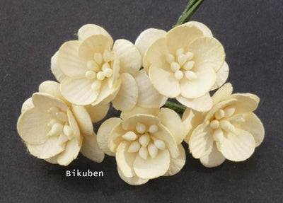 Wild Orchid - Cherry Blossoms - Cream