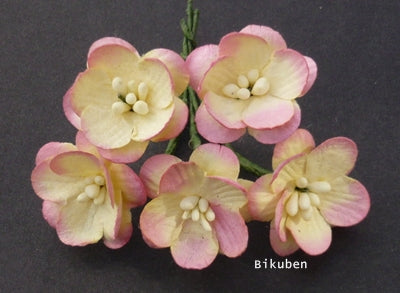 Wild Orchid - Cherry Blossoms - Champagne Pink