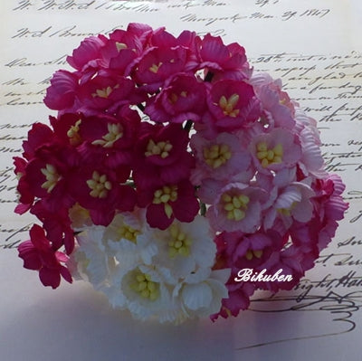 Wild Orchid - Cherry Blossoms - Mixed Pink