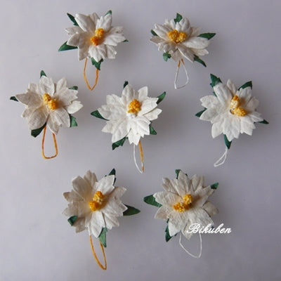 Wild Orchid - Poinsettia Flowers - Medium White