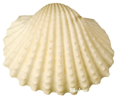 Paperhouse - Diecut - White Scallop