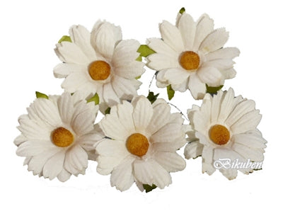 Wild Orchid - Chrysanthemums - Off-White