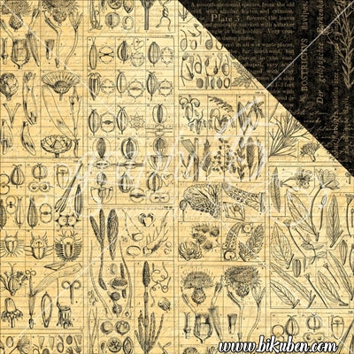 Graphic45 - Nature Sketchbook - King Nature 12x12"