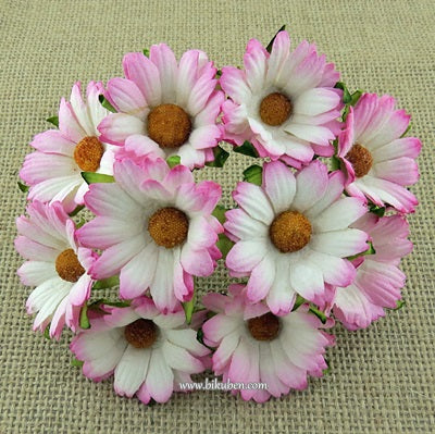 Wild Orchid - Chrysanthemums - 2-Tone Pink