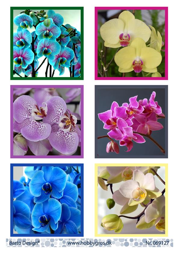 Barto Design - Utklippsark - Orchids