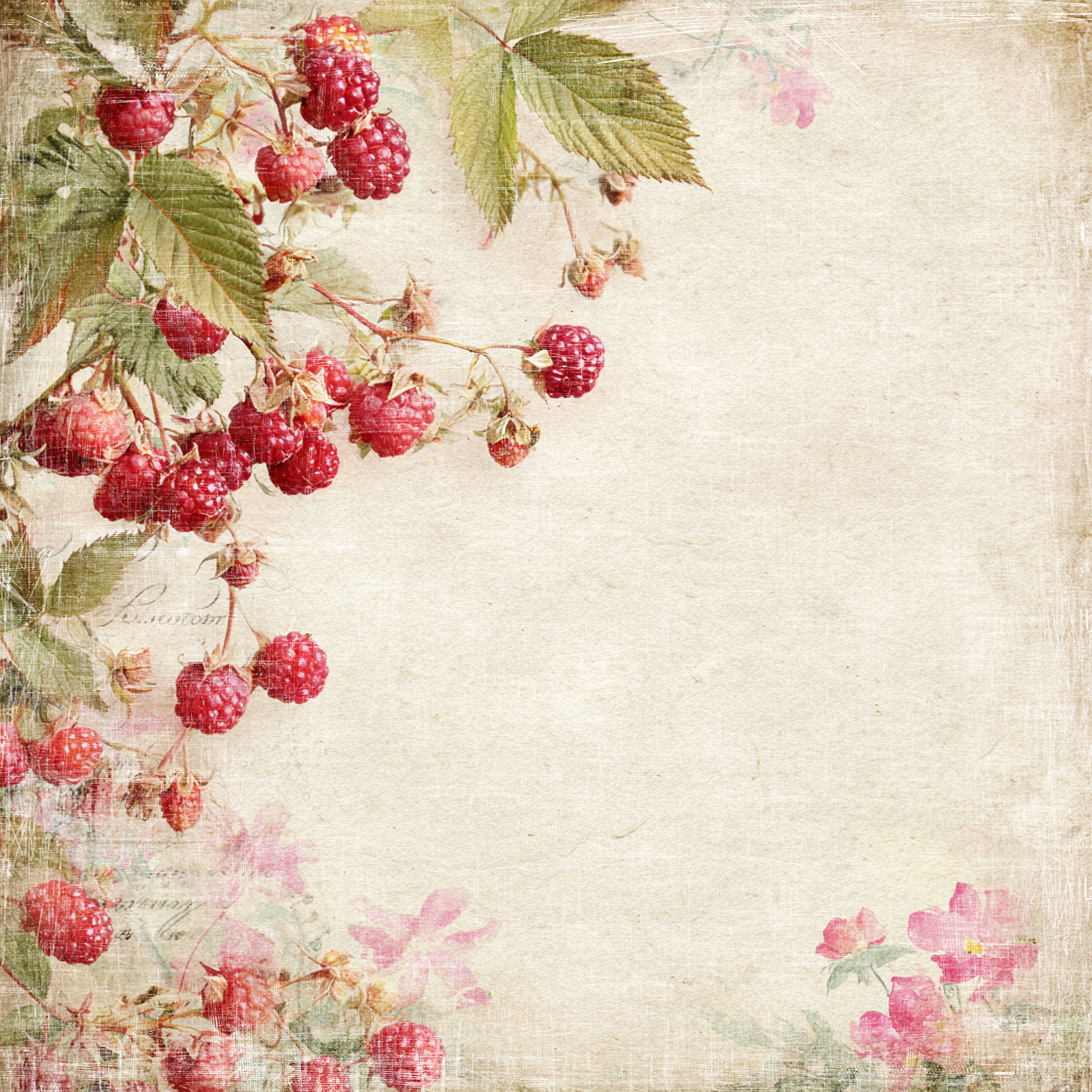 Reprint - Summer Garden Collection - Collection Pack - 8 x 8"