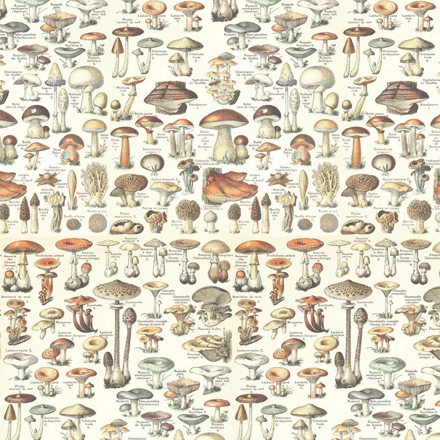 Tim Holtz - Idea-ology - Palette Collection - 12 x 12" - Orange