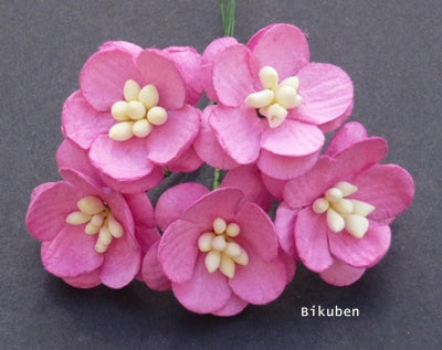 Wild Orchid - Cherry Blossoms - Pink