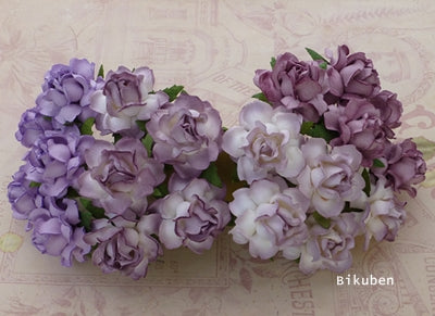 Wild Orchid - Cottage Roses - Mixed Purple/Lilac