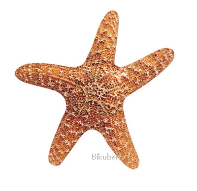 Paperhouse - Diecut - Starfish