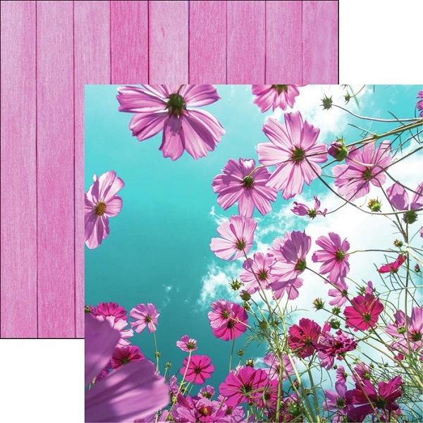 Reminisce - Wildflower - Cosmos Flower   12 x 12"